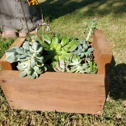 Arreglo De Suculentas En Master DE Madera