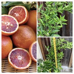Around 4 FT Tall Fruiting and Flowering Moro Blood Orange Grafted Citrus Fruit Tree Semi Dwarf 5 Gallon Pot
