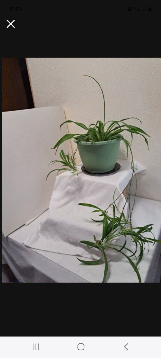 Healthy Spider Plant In 9" Pot