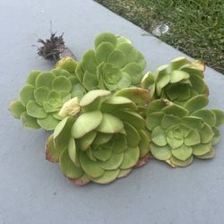 Fresh Trimmings For Pots Or Ground Cover 