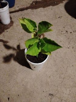 Planta $3