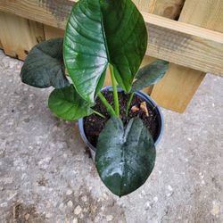 Alocasia Reginae Plant 