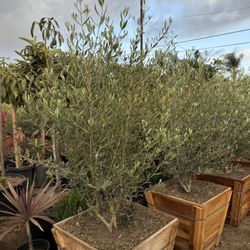 Olive Multi Trunk Tree