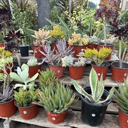 Variety Of Succulents Plants 