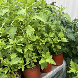 Epazote (Wormseed, Mexican tea, West Indian goosefoot, Jesuit's tea)