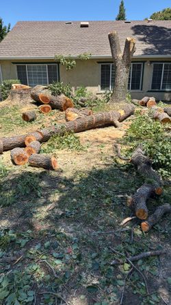 Camphor fire wood for free, ( pick up at location)