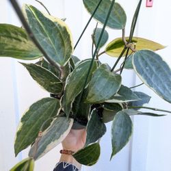 Hoya Macrophylla Variegated Plant 6" Pot - Indoor House Plants 