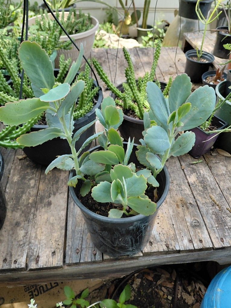 Kalanchoe Lavender Scallops Plant