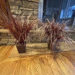 Potted Fountain Grass Burgundy- 2