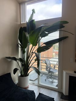 Beautiful Tall Plant/tree