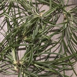 Spider plant Clippings need gone asap