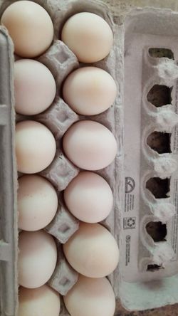 Fresh free range duck and chicken eggs.