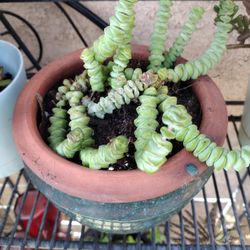 Crassula Baby Neck Lace