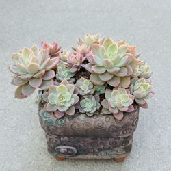 Succulents plants 🪴 (Echeveria 'Silk Veil')