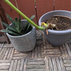 Large Decorative Planter + Monstera & Succulent (Plant Rescue!)