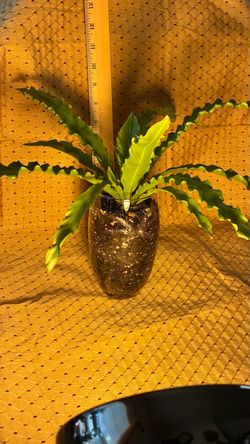 Plants for Sale