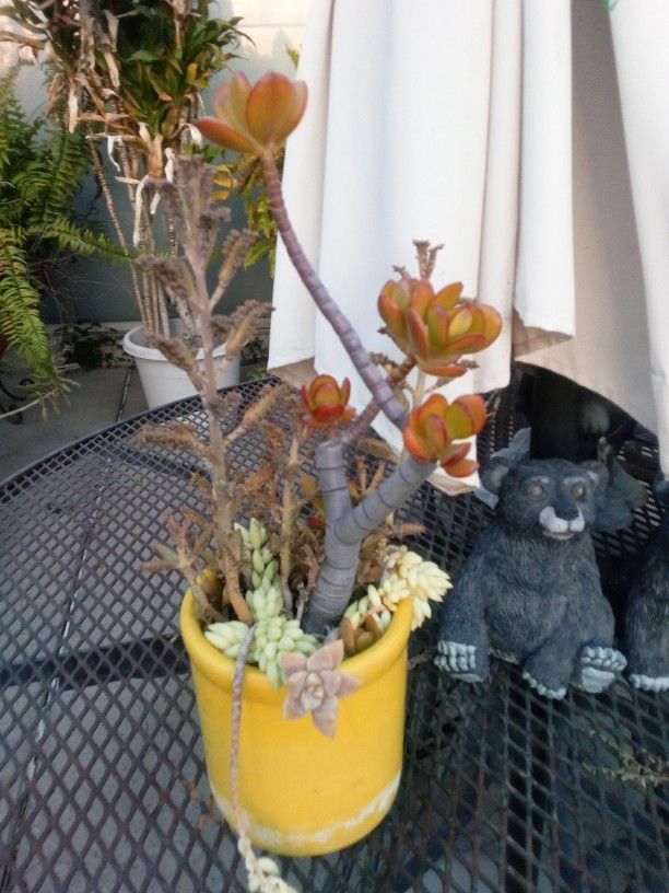 Table Top Mixed Succulant Plants In A Pot $10