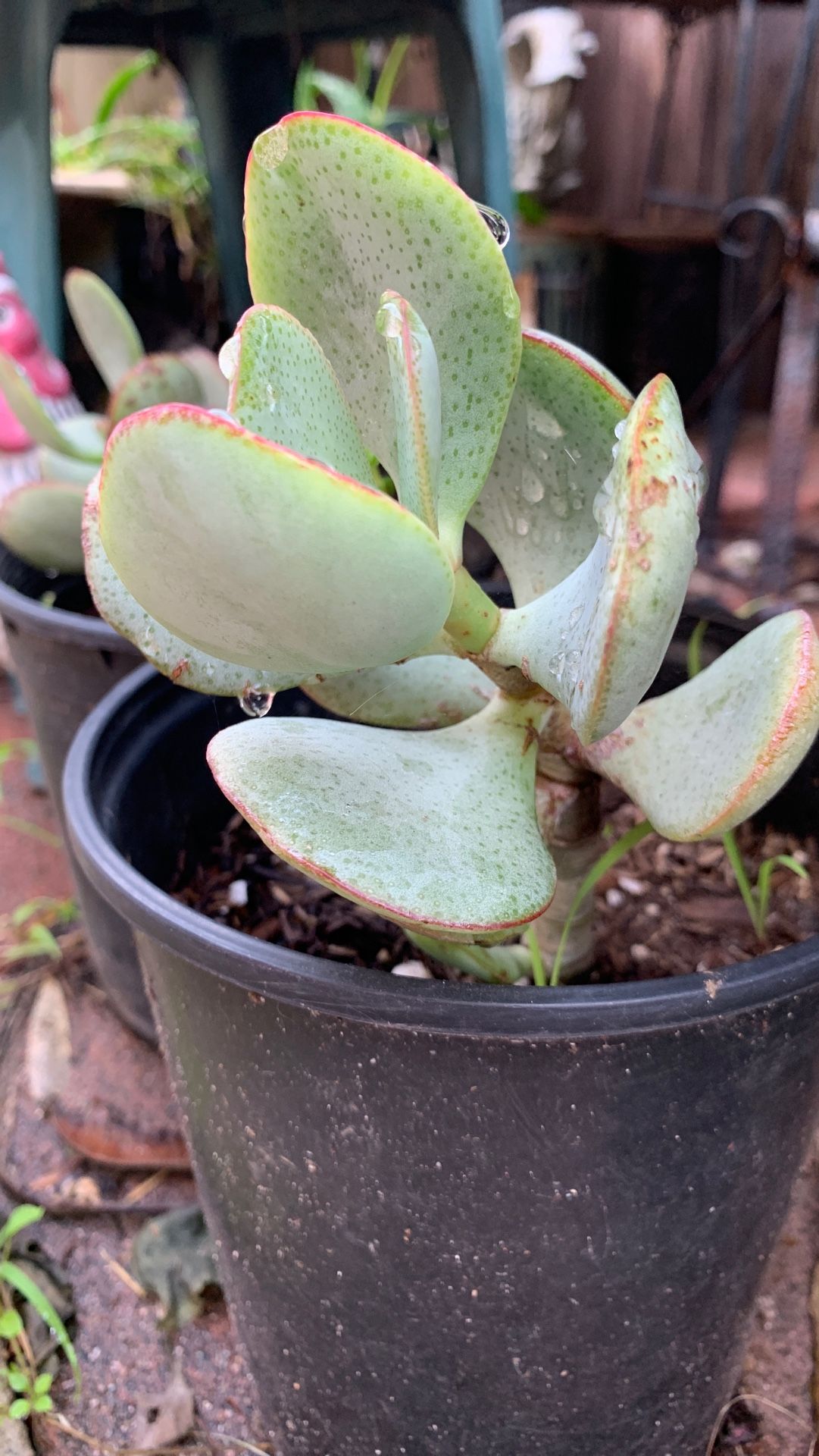 Crassula ovata succulent