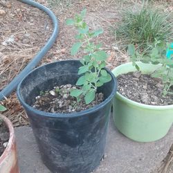 Oregano Plant