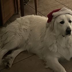 Dog Grooming/vacuum Kit 