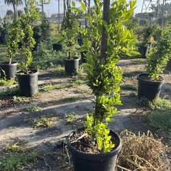 Ficus
