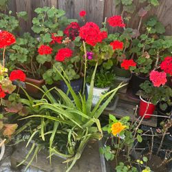 Geraniums (Red)