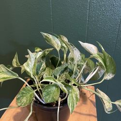 Nice Variegated Hanging Plant 