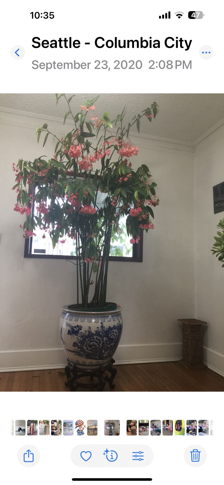 Indoor/ Outdoor Plants