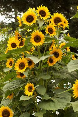 High Noon Long Lasting Sunflower / Alto Mediodía Girasol Con Floracion Larga
