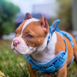 FOR SALE: Custom BAPE Small Dog Collar & Harness - $60