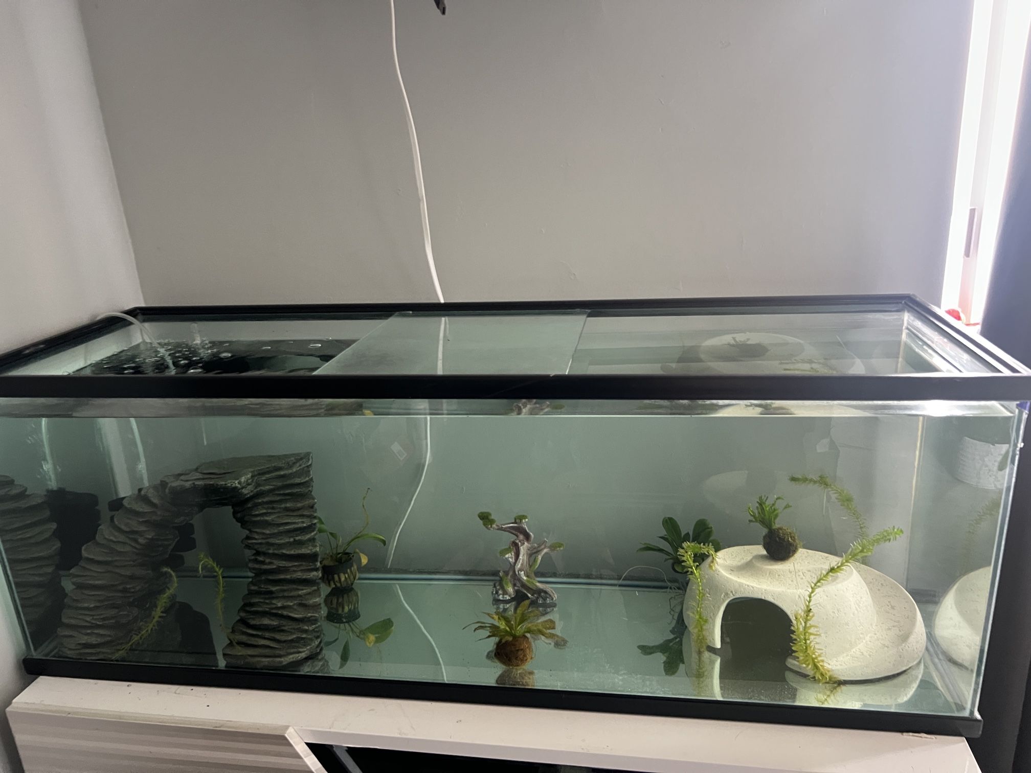 50 Gallon tank