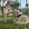 Hank And Benji