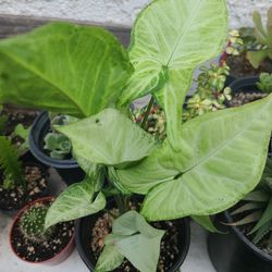 BEAUTIFUL PLANTS $5