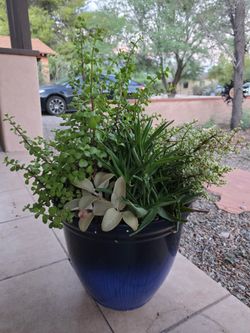 Pretty cute Succulent planter