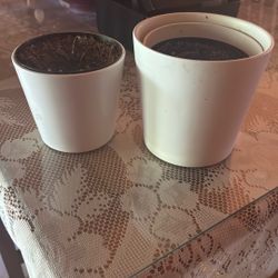 2 Flower Pots
