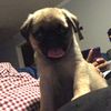 Carlos