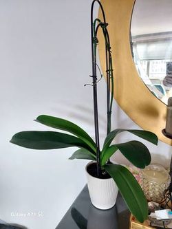 Assorted healty house plants.
Small plants $15, large $20.