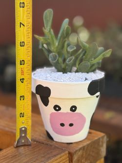 Succulent