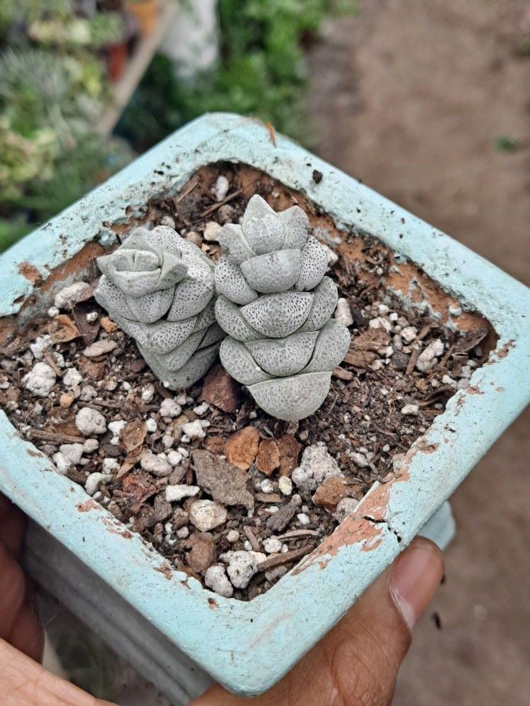 Succulent