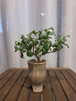 Jade Plant in Ceramic Pot