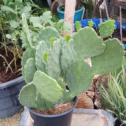 Old Mexico Nopales (prickly pear)