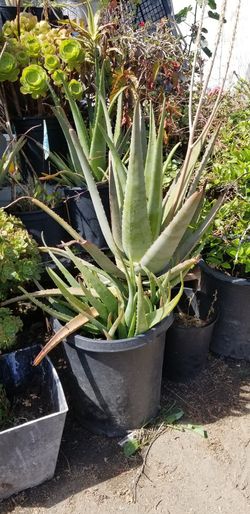 $20 Aloe vera