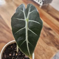Alocasia 'Polly'