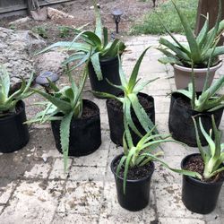 Medical Healthy Aloe Plant 