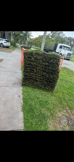 Palmetto  sod