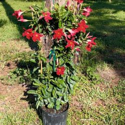 MANDAVILLIA 3G Trellis