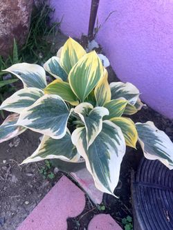 Full Pot Hosta Outdoor Plant