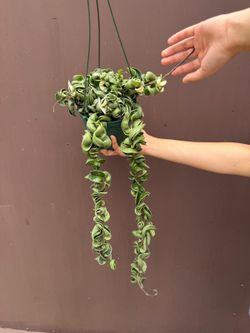 6” variegated hindu rope hoya