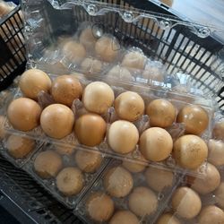 Fresh Farm Eggs 