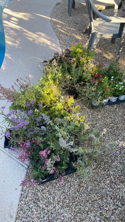 A bunch of flowers and plants